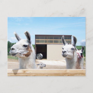 TRE LLAMAS VYKORT