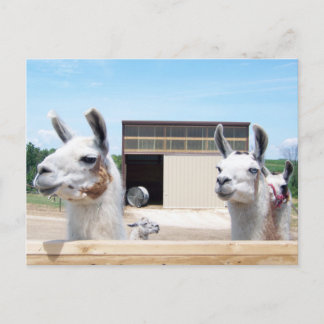 TRE LLAMAS VYKORT