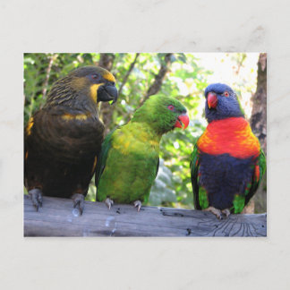 Tre Lorikeits Vykort