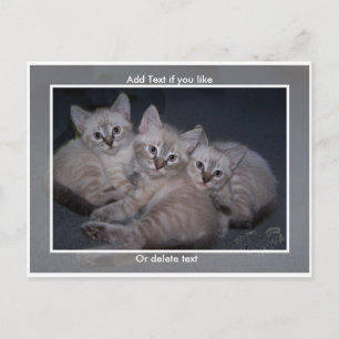 Tre Lynx Point Siamese Kittens vykort