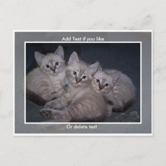 Tre Lynx Point Siamese Kittens vykort