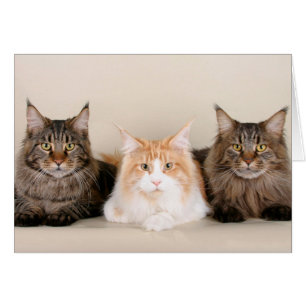 Tre maine Coon Cats Hälsningskort