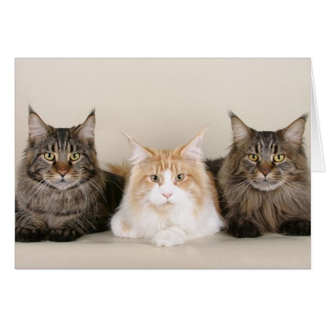 Tre maine Coon Cats Hälsningskort (Framsidan Horizontal)
