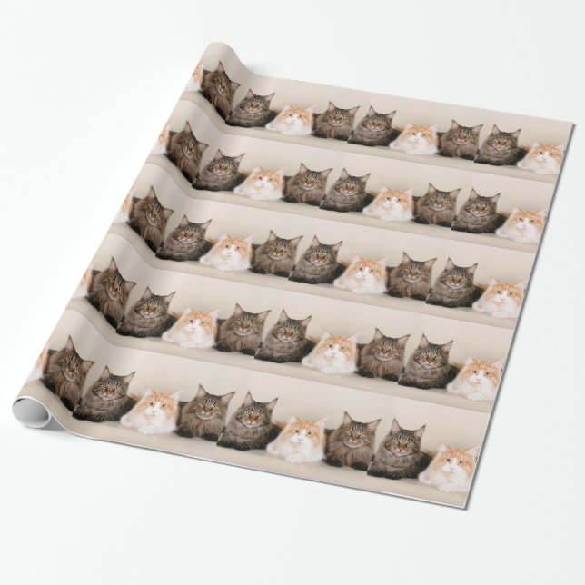 Tre maine Coon Cats Presentpapper (Utrullad)
