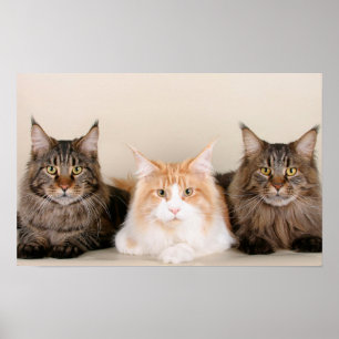 Tre Maine Coonkatter Poster