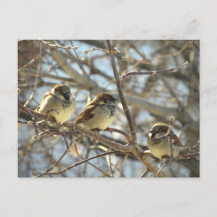Tre Male House Sparrows i januari Just Chillin Vykort