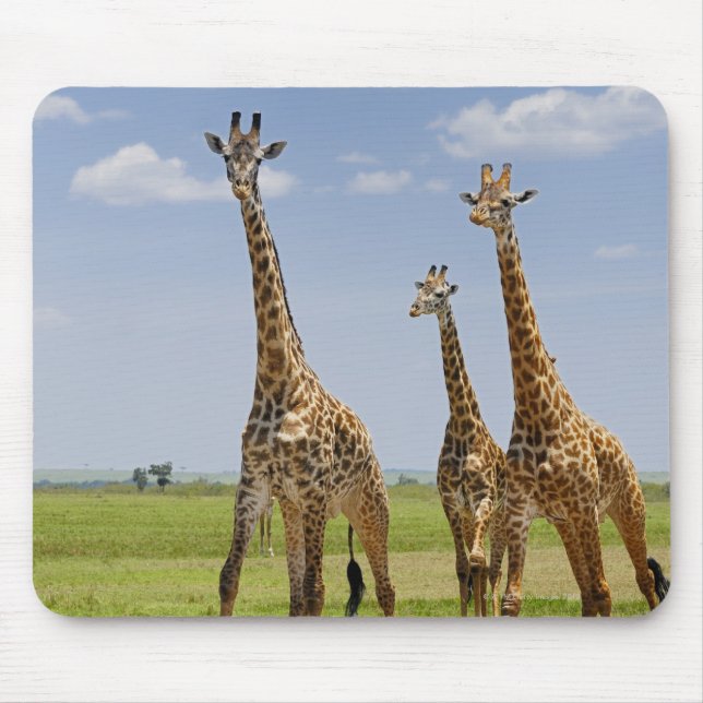 tre Masai giraffes, Giraffa camelopardalis Musmatta (Framsidan)