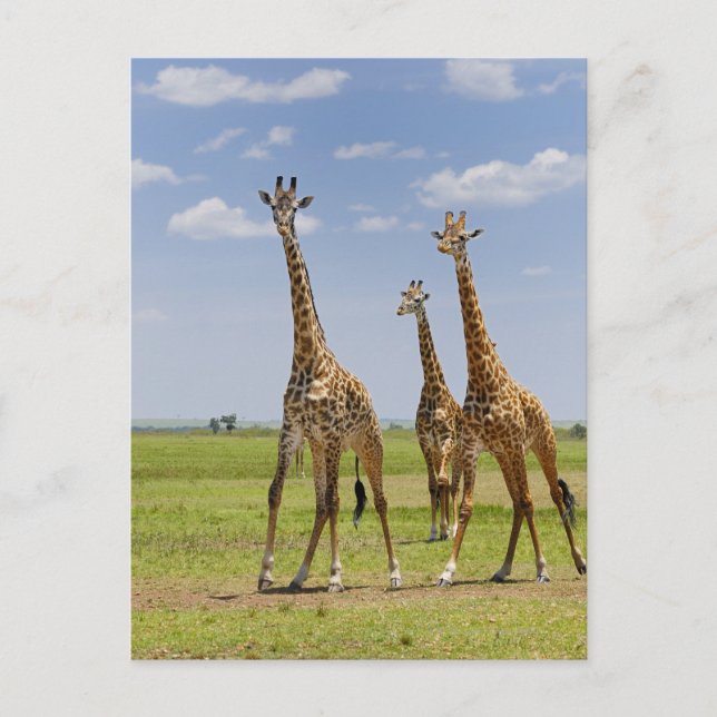 tre Masai giraffes, Giraffa camelopardalis Vykort (Framsida)