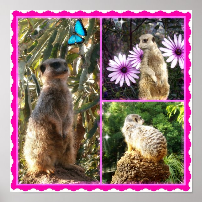 Tre Meerkat Photo Collage, Poster (Framsidan)