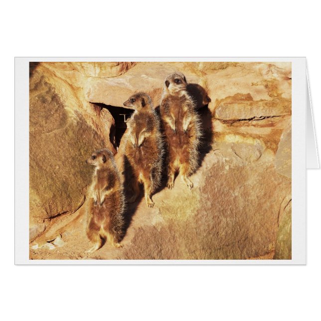 Tre meerkats hälsningskort (Framsidan Horizontal)
