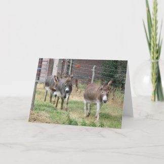 Tre mini- donkeys. kort