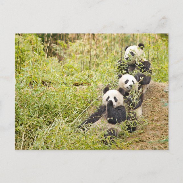 Tre Munching Panda Unge Personalizable Postcard Vykort (Framsida)