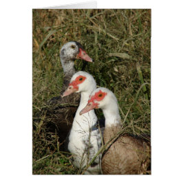 Tre Muscovy Ankor Hälsningskort