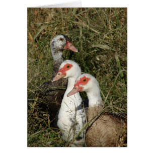 Tre Muscovy Ankor Hälsningskort