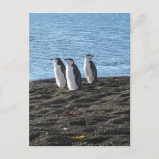 Tre nyfikna penguiner vykort