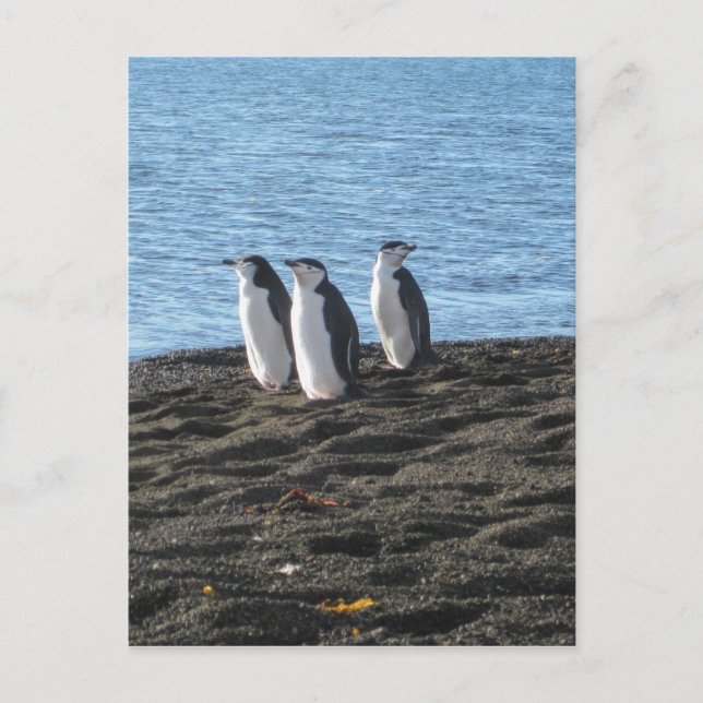 Tre nyfikna penguiner vykort (Framsida)