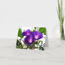 Tre på morgonen Glories