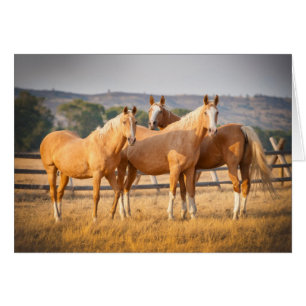 Tre Palomino Ponies Hälsningskort