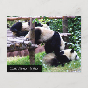 Tre Panda Bears med roligt play/China Vykort