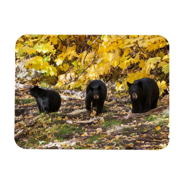 Tre päron magnet (Horisontell)