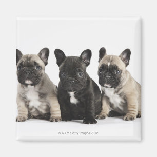 Tre Pedigree valpar Magnet