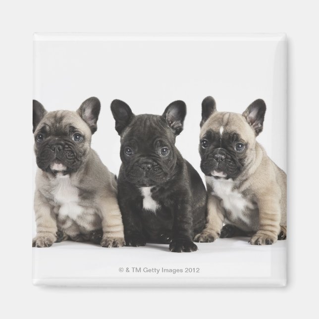 Tre pedigree-valpar magnet (Framsidan)