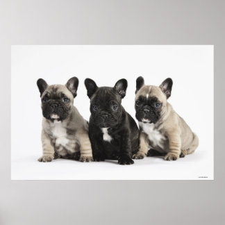 Tre Pedigree-valpar Poster