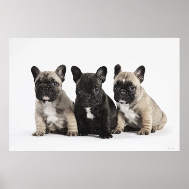 Tre Pedigree-valpar Poster (Framsidan)