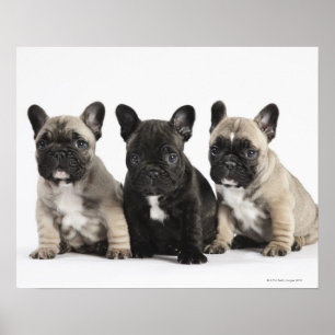Tre Pedigree-valpar Poster