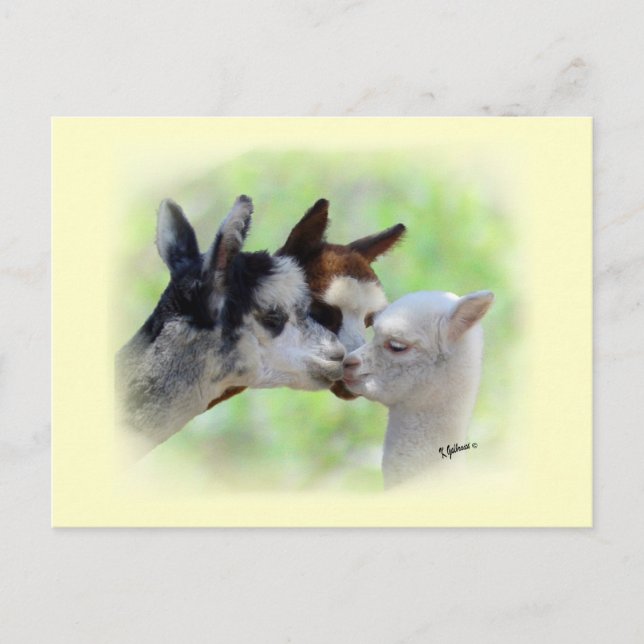 Tre pipacas vykort (Framsida)