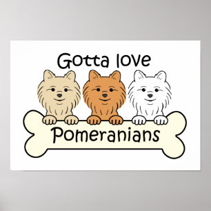 Tre Pomeranianer Poster
