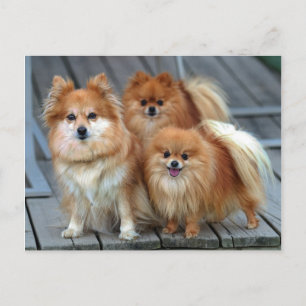 Tre Pomeranianer Vykort