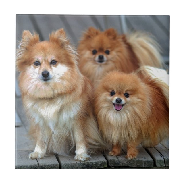 Tre Pomeranians Kakelplatta (Framsidan)