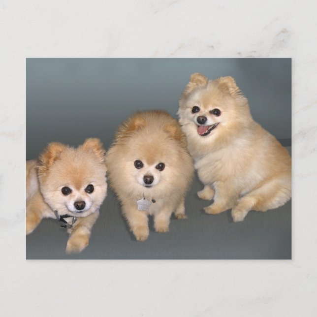 Tre Pomeranians vykort (Framsida)