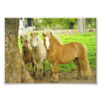 Tre Ponies Horse Farm Photo Print Fototryck