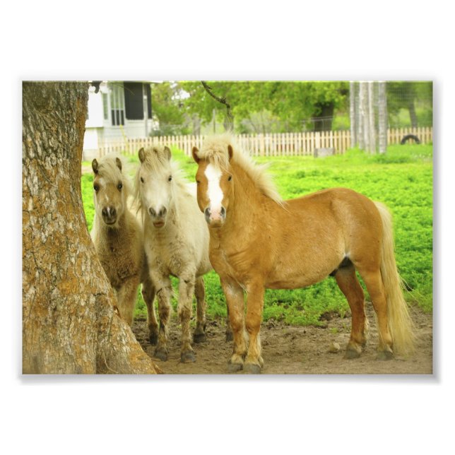 Tre Ponies Horse Farm Photo Print Fototryck (Framsidan)