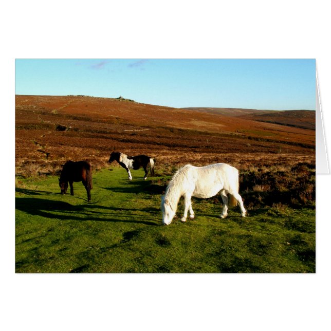 Tre ponnyer på Dartmoor Hälsningskort (Framsidan Horizontal)