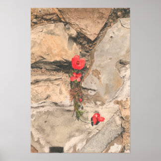 Tre poppies poster