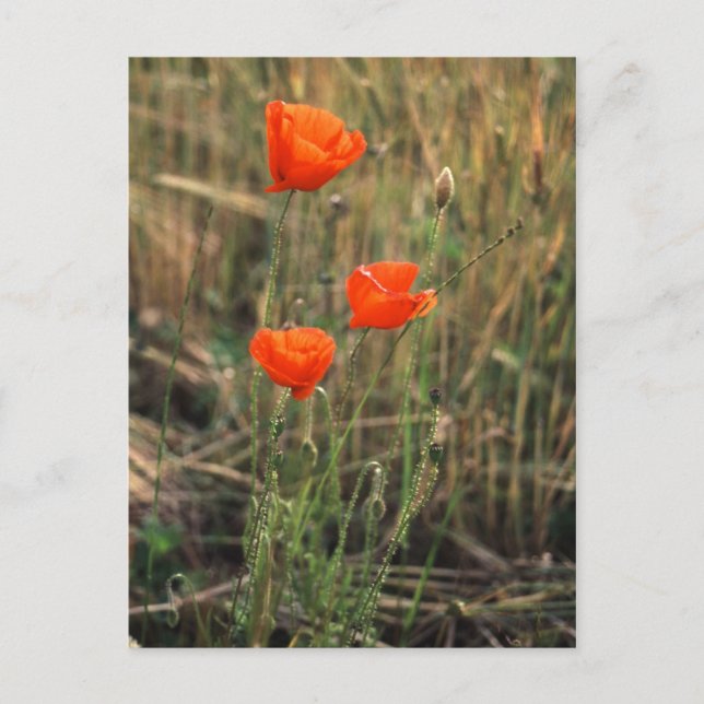 Tre poppies | Postkort Vykort (Framsida)