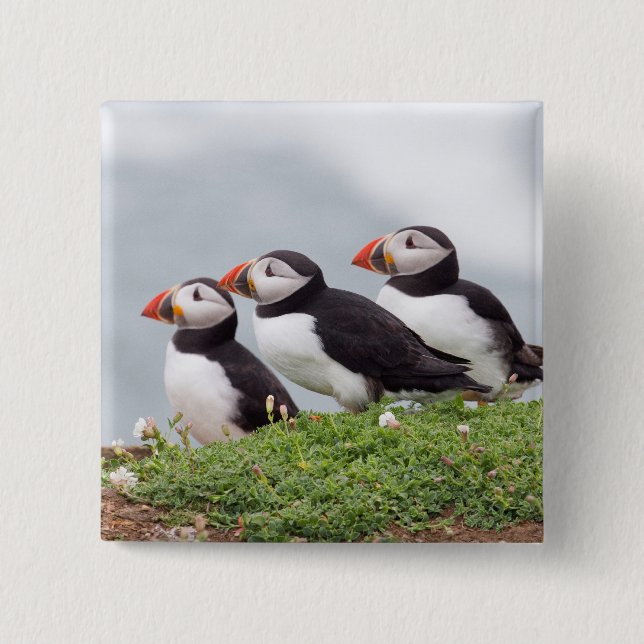 Tre Puffins Knapp (Framsida)