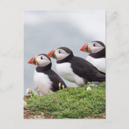 Tre Puffins Vykort