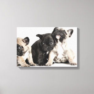 Tre Pug-valpar Canvastryck