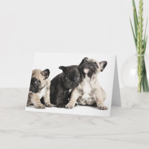Tre Pug-valpar Kort