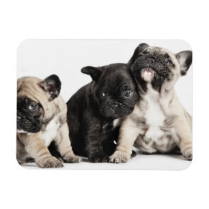 Tre Pug-valpar Magnet