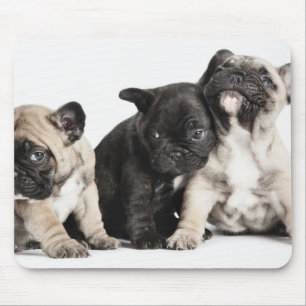Tre Pug-valpar Musmatta