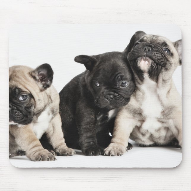 Tre pug-valpar musmatta (Framsidan)