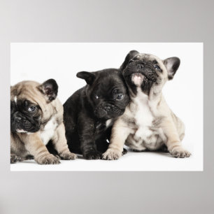 Tre pug-valpar poster