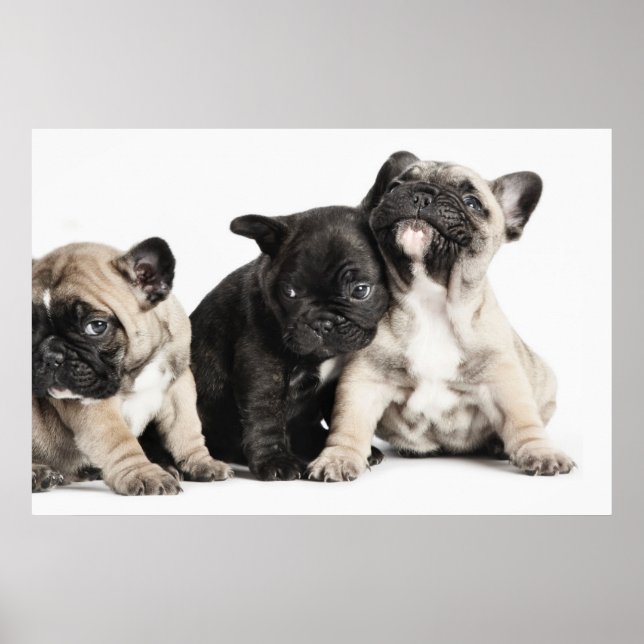 Tre pug-valpar poster (Framsidan)