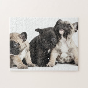 Tre Pug-valpar Pussel