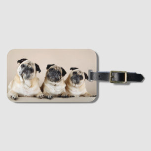 Tre Pugs i en rad Bagagebricka